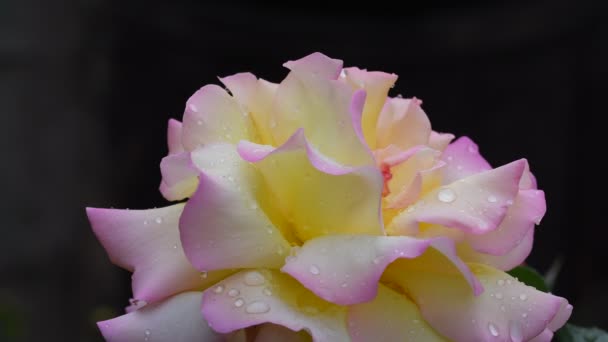 Die Schönste Die Zarteste Rose Rosenblüte Mit Regentropfen Bedeckt Videomaterial — Stockvideo