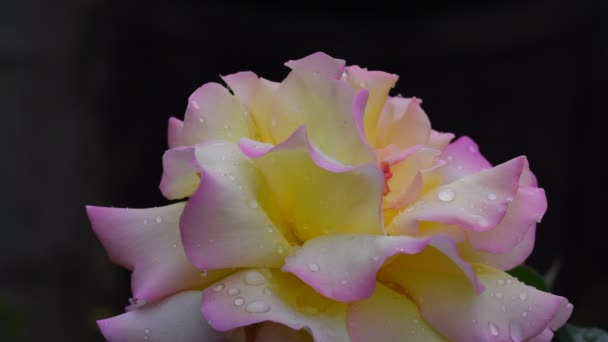 Rosa Más Bella Más Delicada Flor Rosa Cubierta Gotas Lluvia — Vídeos de Stock
