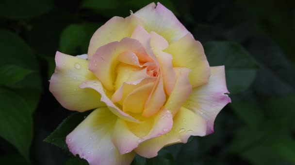 Rosa Más Bella Más Delicada Flor Rosa Cubierta Gotas Lluvia — Vídeo de stock