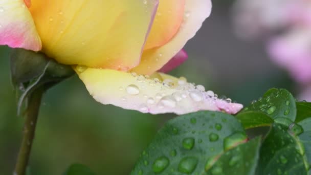 Rosa Más Bella Más Delicada Flor Rosa Cubierta Gotas Lluvia — Vídeo de stock