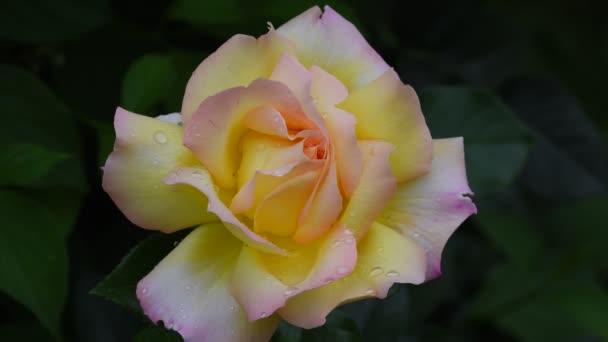 Rosa Más Bella Más Delicada Flor Rosa Cubierta Gotas Lluvia — Vídeo de stock