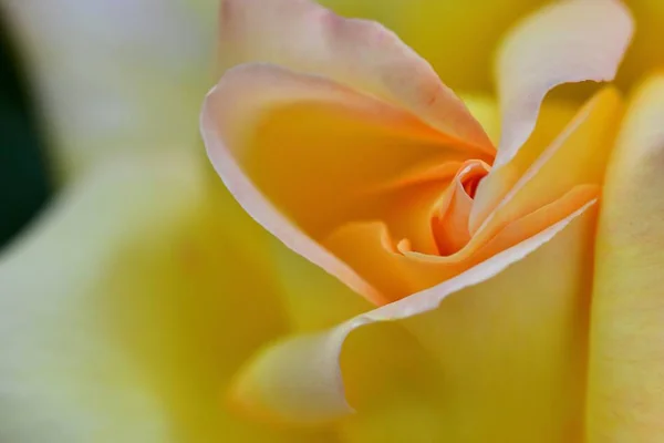 Gül çiçeği yakın çekim. Makro fotoğrafçılık. Sanat fotoğrafı 