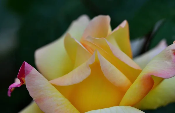 Rose Flower Closeup Macro Photography Art Photo — Stock Photo, Image