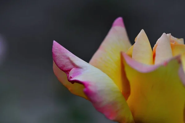 Primer Plano Flor Rosa Fotografía Macro Arte Foto —  Fotos de Stock