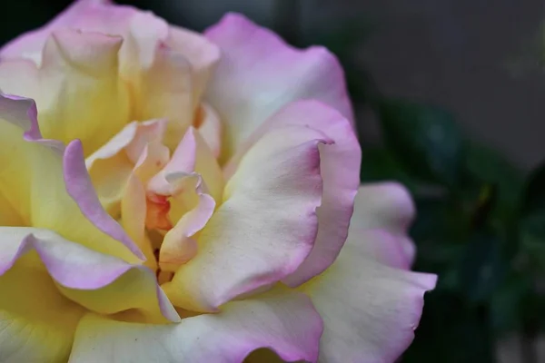 Rose Flower Closeup Macro Photography Art Photo — Stock Photo, Image
