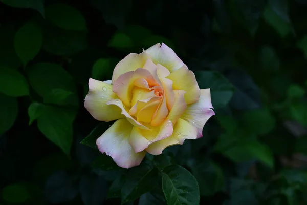 Hermosa Flor Rosa Primer Plano Está Cubierto Gotitas Lluvia Fotografía —  Fotos de Stock