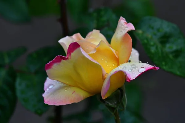 Hermosa Flor Rosa Primer Plano Está Cubierto Gotitas Lluvia Fotografía —  Fotos de Stock