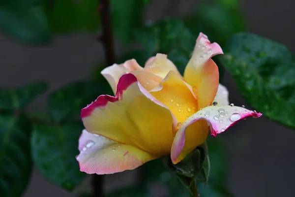 Hermosa Flor Rosa Primer Plano Está Cubierto Gotitas Lluvia Fotografía —  Fotos de Stock