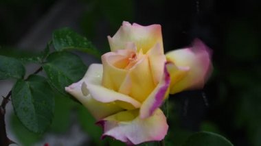 Gül çiçeği. 4k video- gül çiçeği closeup. Gül yaprakları güzel yağmur damlaları ile kaplıdır. Sanat videosu 