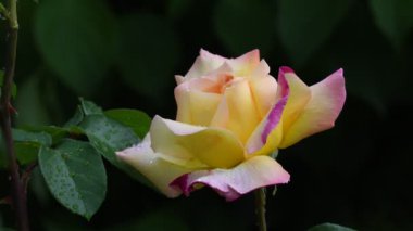 Gül çiçeği. 4k video görüntüleri gül çiçek closeup. Gül yaprakları güzel yağmur damlaları ile kaplıdır.