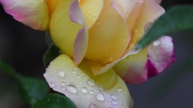 Gül çiçeği. 4k video görüntüleri gül çiçek closeup. Gül yaprakları güzel yağmur damlaları ile kaplıdır.