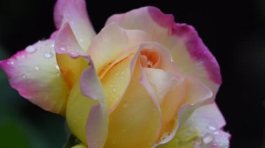 Gül çiçeği. 4k video görüntüleri gül çiçek closeup. Gül yaprakları güzel yağmur damlaları ile kaplıdır.