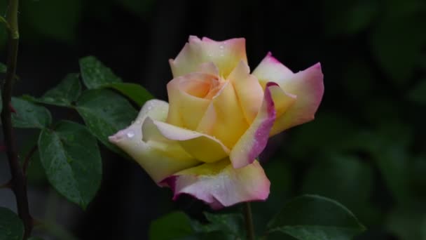 Rosenblüte Video Rose Blume Nahaufnahme Rosenblätter Sind Mit Schönen Regentropfen — Stockvideo