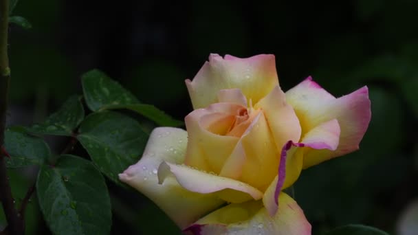 Rosenblüte Video Rose Blume Nahaufnahme Rosenblätter Sind Mit Schönen Regentropfen — Stockvideo