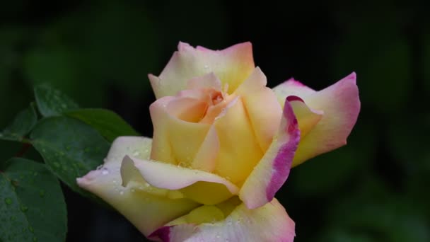 Rózsa-virág. 4k videofelvétel Rózsa virág closeup. Rózsaszirom borítja gyönyörű esőcseppek.
