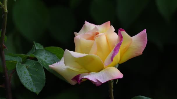 Rosenblüte Videomaterial Rose Blume Nahaufnahme Rosenblätter Sind Mit Schönen Regentropfen — Stockvideo