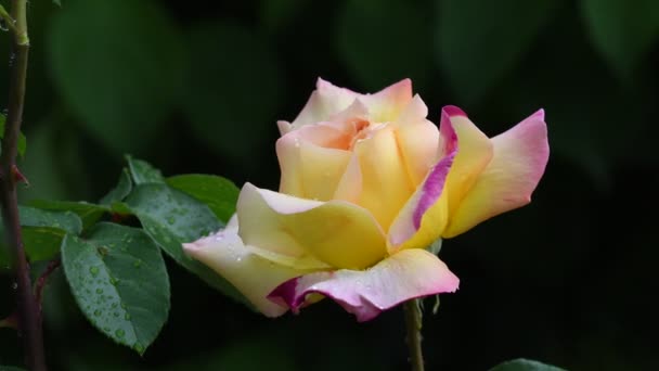 Rose Flower Video Footage Rose Flower Closeup Rose Petals Covered — Stock Video