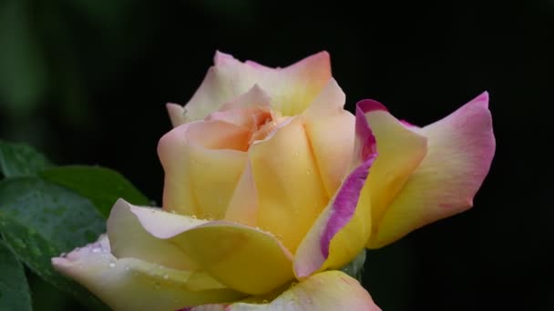 Rosenblüte Videomaterial Rose Blume Nahaufnahme Rosenblätter Sind Mit Schönen Regentropfen — Stockvideo