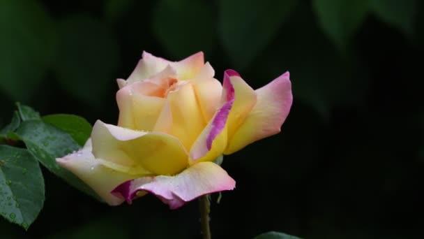 Rosenblüte Videomaterial Rose Blume Nahaufnahme Rosenblätter Sind Mit Schönen Regentropfen — Stockvideo