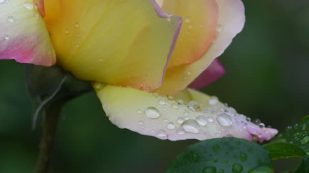Rose Bloem Video Opnames Rose Flower Close Rozenblaadjes Zijn Bedekt — Stockvideo