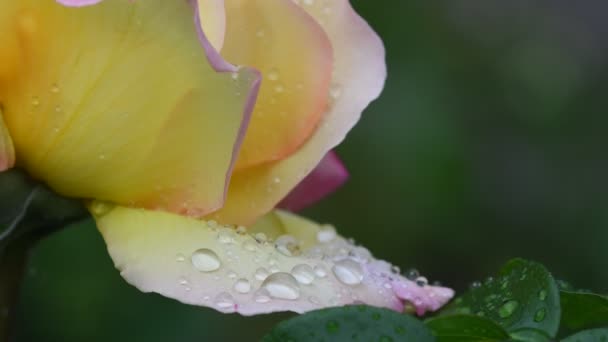 Fiore Rosa Filmato Rosa Fiore Primo Piano Petali Rosa Sono — Video Stock