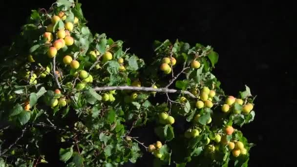 Vild Aprikos Filial Vild Aprikos Täckt Med Omogna Frukter Bergen — Stockvideo