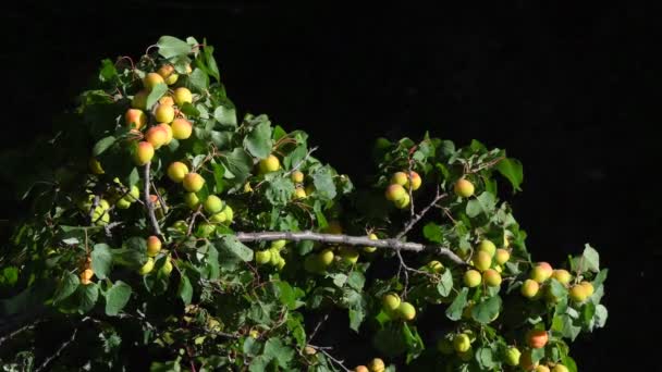 Damasco Selvagem Ramo Damasco Selvagem Coberto Com Frutos Verdes Nas — Vídeo de Stock