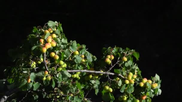 Damasco Selvagem Ramo Damasco Selvagem Coberto Com Frutos Verdes Nas — Vídeo de Stock