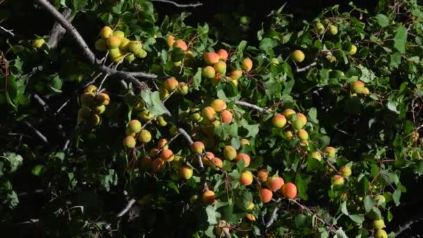 Aprikot Liar Cabang Aprikot Liar Ditutupi Dengan Buah Mentah Pegunungan — Stok Video