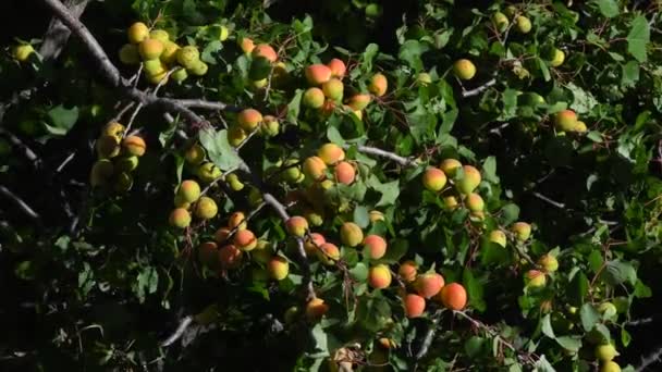 野杏仁 中亚山区的野生杏树枝叶上覆盖着未成熟的果实 4K视频 — 图库视频影像