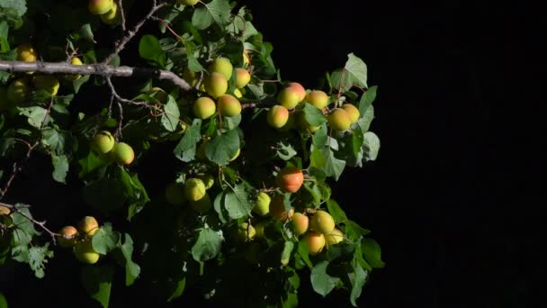 Albaricoque Salvaje Rama Albaricoque Silvestre Cubierta Frutos Inmaduros Las Montañas — Vídeo de stock