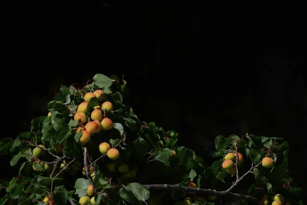 野杏仁 杏树的枝条 结了许多美丽而明亮的果实 — 图库照片