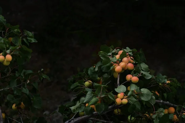 最美丽和美味的杏 成熟的照片杏子挂在杏树的树枝上 背景是绿叶 — 图库照片