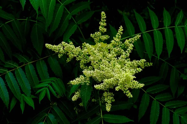 Hojas Verdes Cerca Iluminadas Por Hermosa Luz Del Sol —  Fotos de Stock