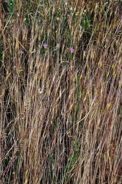 乾燥した草のクローズアップの美しい茎 キルギスの山岳地帯 中央アジア — ストック写真