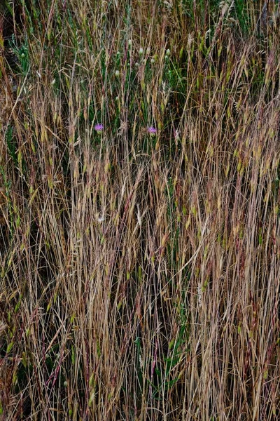 Schöne Stiele Von Trockenem Gras Aus Nächster Nähe Den Bergen — Stockfoto