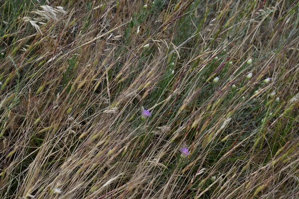 干草的美丽的茎特写 在吉尔吉斯斯坦的山区 — 图库照片