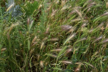 Yazın tüm renkleri. Güzel sulu çim yakın. Tian Shan dağlarında dağ çimleri. Haziran 2019, Kırgızistan 