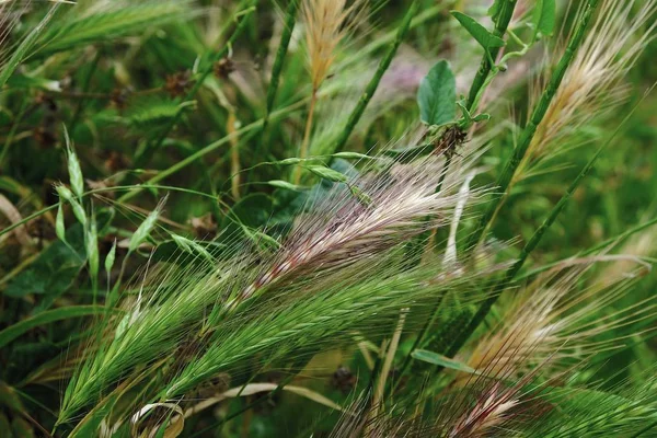 Alle Farben Des Sommers Schönes Saftiges Gras Aus Nächster Nähe — Stockfoto