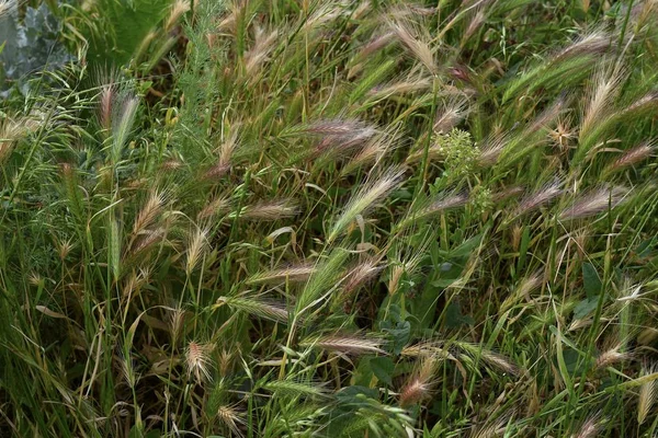 Alle Farben Des Sommers Schönes Saftiges Gras Aus Nächster Nähe — Stockfoto