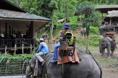 İnsanlar ve filler. Fil çiftliğinde günlük yaşam, Kuzey Tayland Chiang Mai 