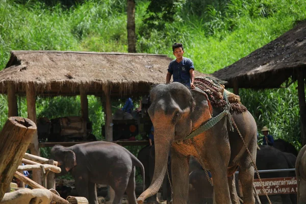 Люди Слоны Повседневная Жизнь Слоновой Ферме Северном Таиланде — стоковое фото