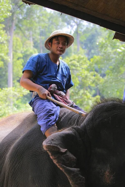 Портрет Молодого Тренера Слона Северный Таиланд Чиангмай — стоковое фото