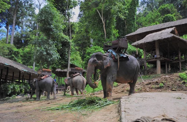 Слоны Слоновая Ферма Расположенная Горном Лесу Севере Таиланда Чианг — стоковое фото