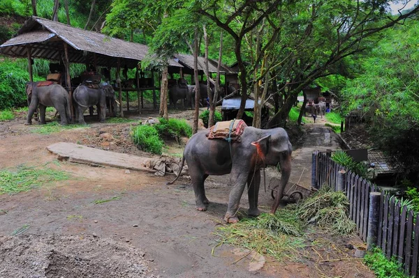 Слоны Слоновая Ферма Расположенная Горном Лесу Севере Таиланда Чианг — стоковое фото
