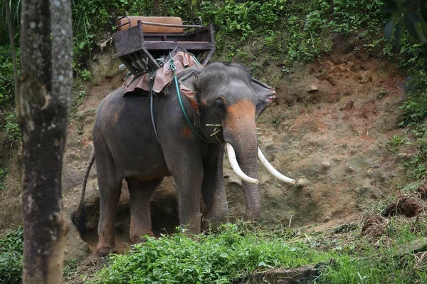 Ελέφαντες Φάρμα Ελεφάντων Που Βρίσκεται Ορεινό Δάσος Στη Βόρεια Ταϊλάνδη — Φωτογραφία Αρχείου