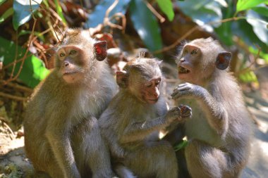 Yeşil yaprakların arka planında portre maymunları. Ko Chang adası, Tayland Şubat 2018
