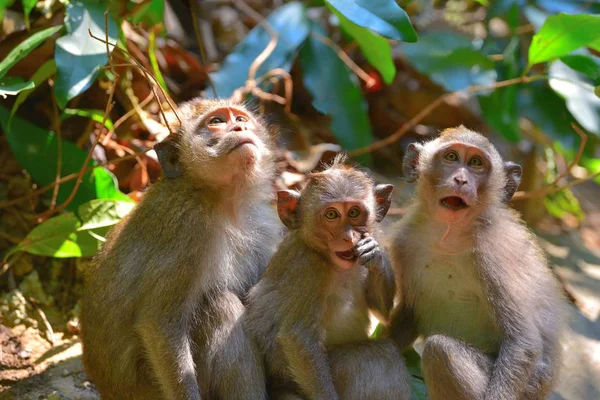 Yeşil yaprakların arka planında portre maymunları. Ko Chang adası, Tayland Şubat 2018