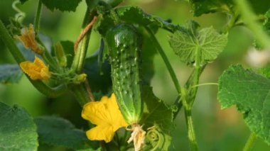 Taze salatalık yeşil yaprakları ile bir dal üzerinde yakın çekim. 