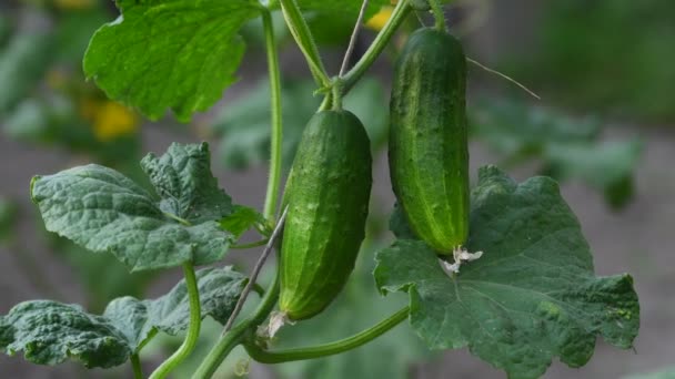 Fresh Cucumbers Close Branch Green Leaves — Stock Video